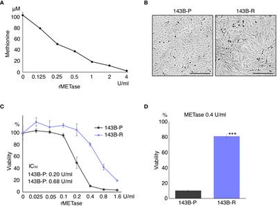 Reversion of methionine addiction of osteosarcoma cells to methionine independence results in loss of malignancy, modulation of the epithelial-mesenchymal phenotype and alteration of histone-H3 lysine-methylation